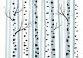 Stylized birch trees with black branches and white stripes isolated on white background Royalty Free Stock Photo