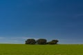 Cereal field, holm oaks and blue sky Royalty Free Stock Photo