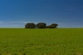 Cereal field, holm oaks and blue sky Royalty Free Stock Photo