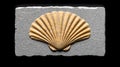 Minimalist Shell Fossil Embedded in Stone Surface