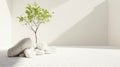 A minimalist indoor scene with a small tree, rocks, and a white wall. Royalty Free Stock Photo