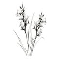 Minimalist Ink Wash Illustration Of Two Flowers In Grass