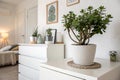Crassula plant on white commode in minimalist interior Royalty Free Stock Photo