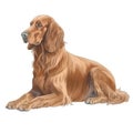 Minimalist Irish Setter Watercolor Painting on Soft Pastel Background for Invitations and Posters.