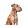Minimalist Irish Terrier Watercolor Painting on Soft Pastel Background. Perfect for Greeting Cards and Invitations.