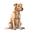 Minimalist Irish Terrier Watercolor Painting on Soft Pastel Background. Perfect for Greeting Cards and Invitations.