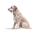 Minimalist Kuvasz Watercolor Painting in Soft Pastel Colors on White Background for Invitations and Posters.