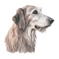 Minimalist Irish Wolfhound Watercolor Painting on Soft Pastel Background. Perfect for Invitations and Posters.