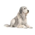 Minimalist Irish Wolfhound Watercolor Painting on Soft Pastel Background. Perfect for Invitations and Posters.