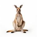 Minimalist Kangaroo Sitting In Symmetrical Asymmetry