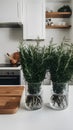 Minimalist kitchen adorned with bundles of fresh green rosemary