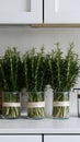 Minimalist kitchen adorned with bundles of fresh green rosemary