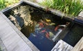Minimalist koi fish pond Royalty Free Stock Photo