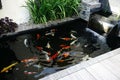 Minimalist koi fish pond models Royalty Free Stock Photo