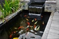 Minimalist koi fish pond Royalty Free Stock Photo