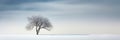 Minimalist landscape of isolated tree in winter, panoramic banner of snowy field and sky background, peaceful nature. Concept of