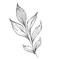 minimalist leaf drawing, simple botanical outline. wildflower sketch art. elicate botanical tattoos, blackwork botanical tattoos,