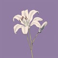 Minimalist Lily Flower Vector Illustration On Purple Background