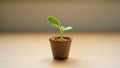 Small seedling in a biodegradable peat pot on a neutral surface for Earth Day Royalty Free Stock Photo