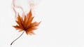 Minimalist Maple Leaf in Smoke on White Background for Fall Themes Royalty Free Stock Photo