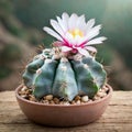 Sunlit Serenity: Potted Cactus Embracing Indoor Tranquility