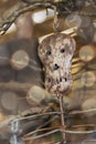 Minimalist metal skeleton Halloween decoration hangs from a dead tree branch in blurred bokeh atmosphere