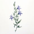 Minimalist Mint Drawing Of Campanula Poscharskyana For Tattoo Inspiration