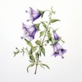 Minimalist Mint Drawing Of Campanula Poscharskyana For Tattoo Inspiration