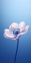 Minimalist Mobile Wallpaper: Elegant Anemone On Blue Background Royalty Free Stock Photo