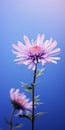 Minimalist Mobile Wallpaper: Elegant Aster In Sharp Focus