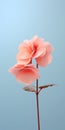 Minimalist Mobile Wallpaper: Elegant Begonia In Sharp Focus