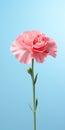 Minimalist Mobile Wallpaper: Elegant Carnation On Distinctive And Hisense H8g