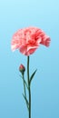 Minimalist Mobile Wallpaper: Elegant Carnation In Sharp Focus