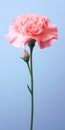 Minimalist Mobile Wallpaper: Elegant Carnation In Sharp Focus