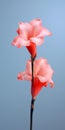 Minimalist Mobile Wallpaper: Elegant Gladiolus In Sharp Focus