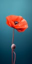 Minimalist Mobile Wallpaper: Elegant Poppy On Blue Background