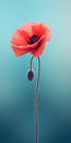 Minimalist Mobile Wallpaper: Elegant Poppy In Sharp Focus