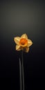 Minimalist Mobile Wallpaper: Elegant Single Yellow Daffodil In Sharp Focus