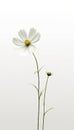 a minimalist mobile wallpaper of a single beautiful white flower