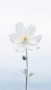 a minimalist mobile wallpaper of a single pretty white flower