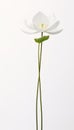 a minimalist mobile wallpaper of a single white flower