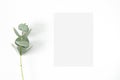 Minimalist mockup card with eucalyptus leaf on the white background