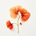 Minimalist Nasturtium And Rose: A Captivating Floral Composition