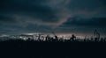 Minimalist natural backlit landscape where you can see a cornfield and the tips of the grass plants