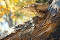 Minimalist nature art featuring single mushroom on tree bark in autumn Royalty Free Stock Photo