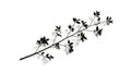 Minimalist Nature Element with Black Branch Pattern â Great for Posters, Ads, and Visual Storytelling Royalty Free Stock Photo