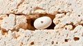 Minimalist Nature Shot of a Fossilized Shell