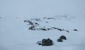 Minimalist Norwegian landscape of dark rock outcrops on snow-covered hill