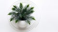 Minimalist Optical Illusion: Palm Plant In White Circular Object