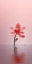 Minimalist Orchid Mobile Wallpaper For Exquisite And Lg Z9 Royalty Free Stock Photo